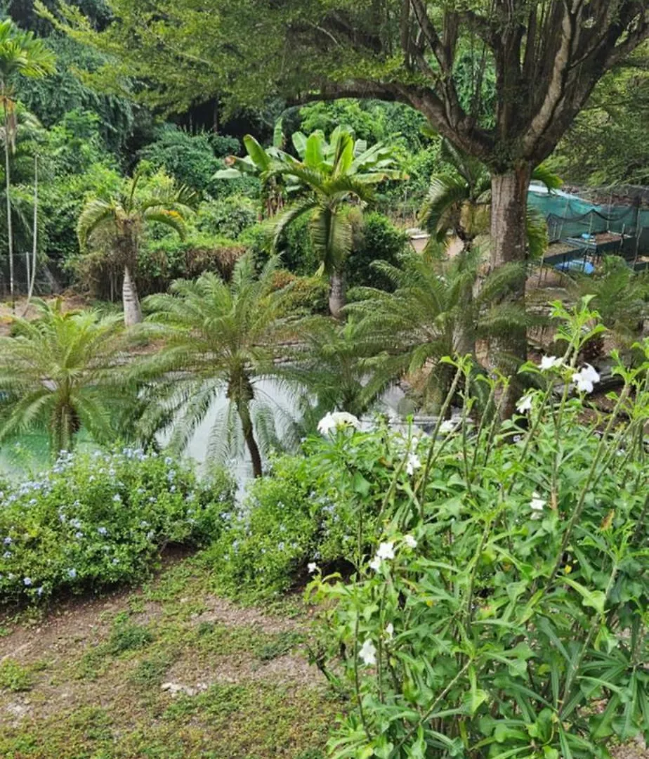 Dreams Paradise Suite Avec Baignoire Et Vingt Studios Tout Confort Le Diamant Martinique